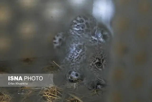 قرنطینه مرکز بازپروری پردیسان به دلیل شیوع یک بیماری