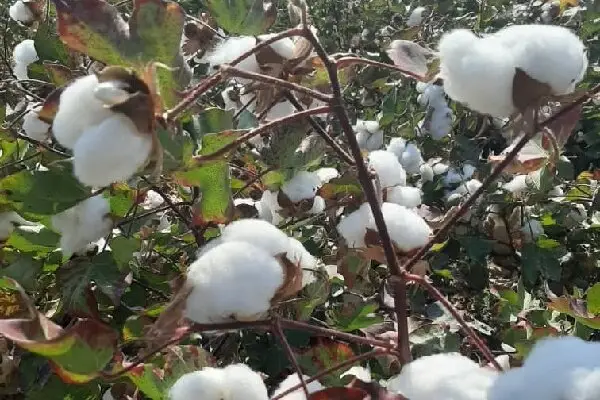 دو راهی بر مسیر توسعه کشاورزی؛ الگوی کشت گلستان، قانون بدون زیرساخت