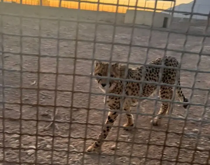 شکار لحظه‌های نادر؛ رؤیت ۶ یوزپلنگ آسیایی در پناهگاه میاندشت به ثبت رسید