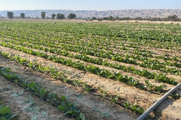 شروع کشت تنباکوی مرغوب در ۱۵۰ هکتار از اراضی پارسیان؛ برداشت از فروردین سال آینده!