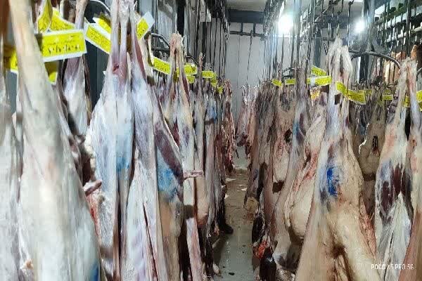 کشتار ماهیانه ۳ هزار دام در کشتارگاه گچساران؛ نظارت دقیق و کنترل کیفیت بی‌وقفه