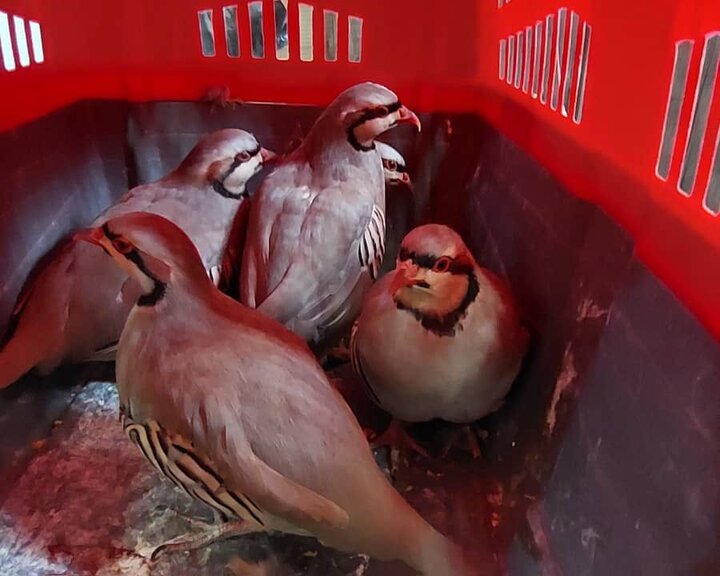 کشف زنده‌گیری غیرقانونی کبک وحشی در لردگان؛ پرونده‌ای در راه مراجع قضایی!