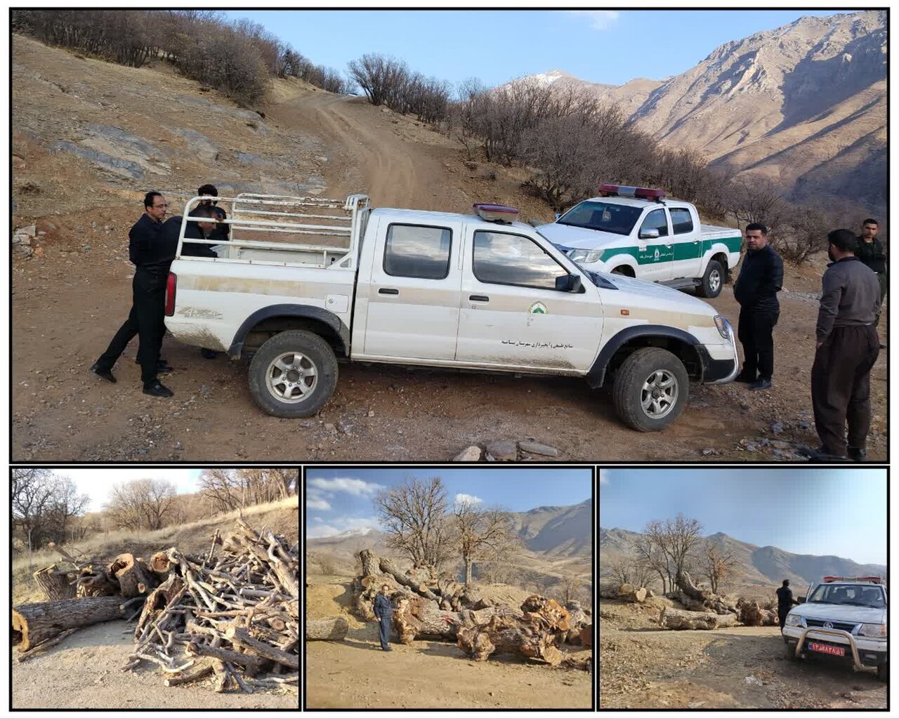 شناسایی عاملان قطع درختان گردوی کهنسال ملی در روستای «دەوسێنە» بانه