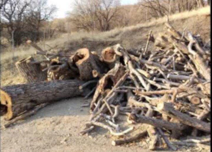 شکار متخلفان قطع درختان گردوی کهنسال ملی در بانه؛ مأموران چگونه عملیات را خنثی کردند؟