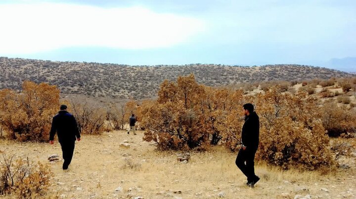 تخریب ۱۱ کوره غیرمجاز زغال و کشف ۳ تن چوب بلوط در دل جنگل‌های فیروزآباد