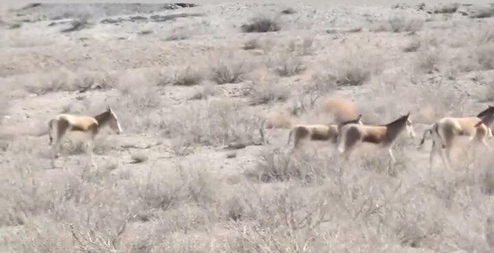 شگفتی‌های بکر پارک ملی توران شاهرود که باید ببینید!