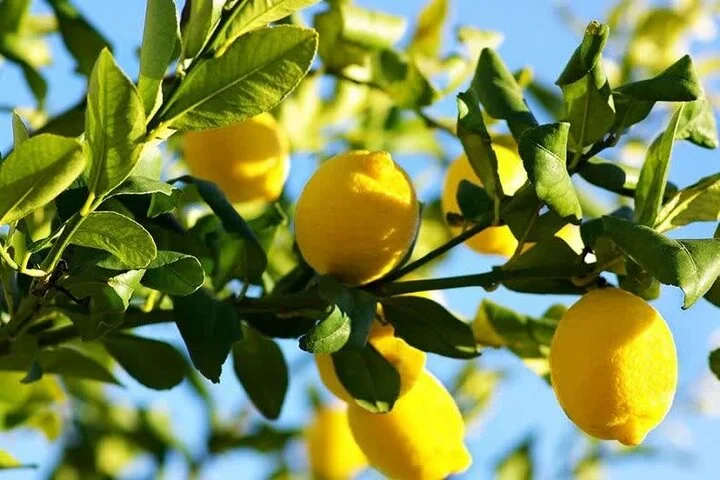 پیش‌بینی تولید ۲ هزار تن لیموشیرین در استان کرمانشاه