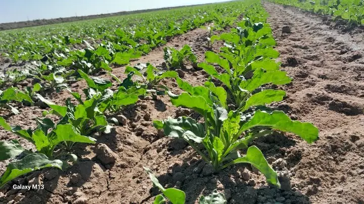 گلستان در دو راهی سرنوشت‌ساز کشاورزی؛ چرا قانون بدون زیرساخت شکست می‌خورد؟