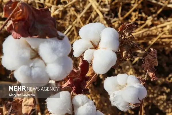 پیش‌بینی برداشت هزار تُن پنبه از مزارع استراتژیک گرمسار؛ سرنوشت کشت چگونه رقم می‌خورد؟
