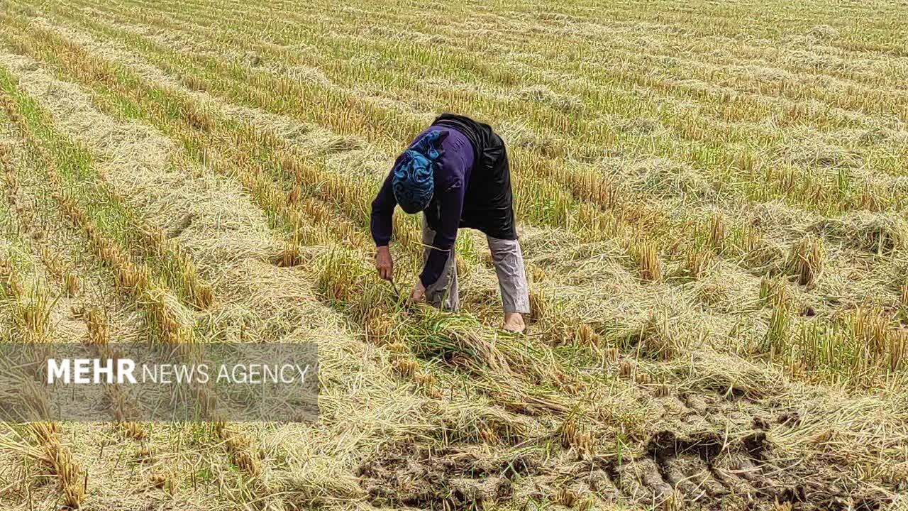 او یک مادر است؛ روایتی از زن گیلانی که قامتش زیر بار زندگی خم نشد