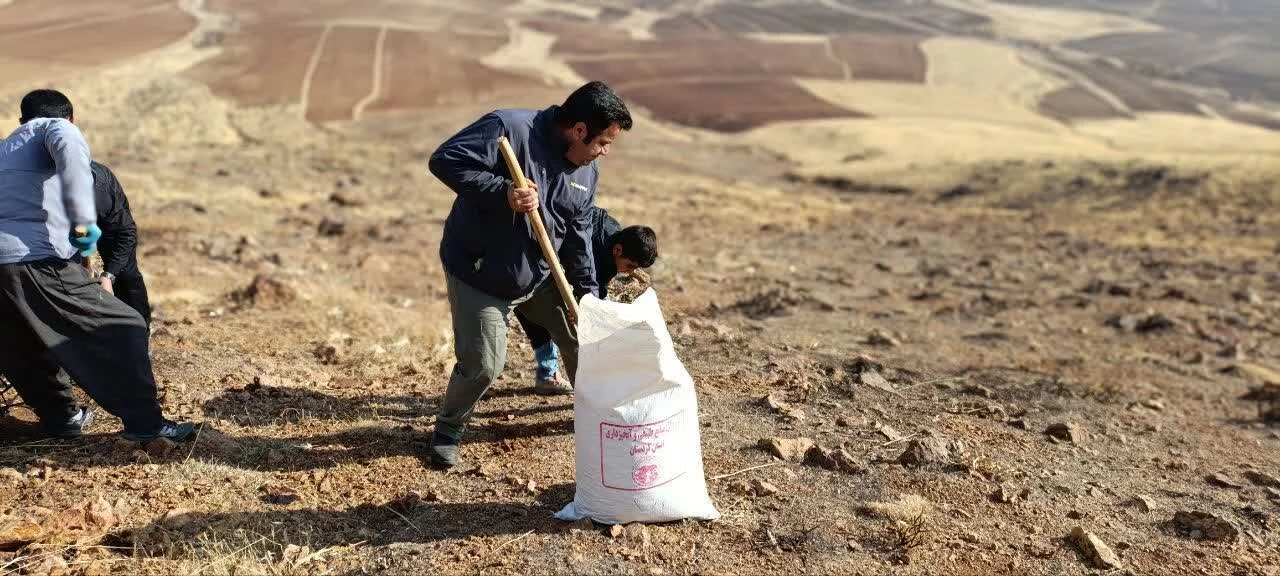 کپهکاری در مراتع دهگلان آغاز شد،اجرای طرح در سراسر کردستان