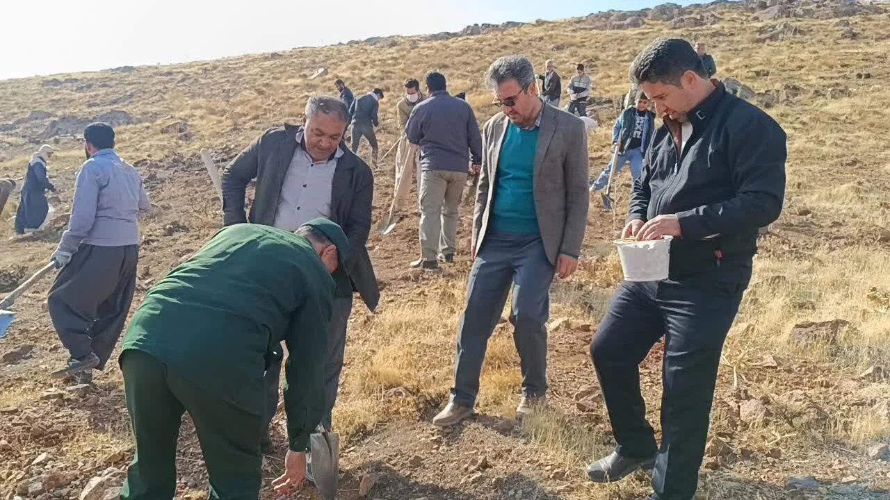 کپهکاری در مراتع دهگلان آغاز شد،اجرای طرح در سراسر کردستان