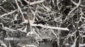 آغاز بارش برف سنگین در مرکز و کوهستان‌های جنوب آذربایجان غربی؛ هشدار جدی برای رانندگان!