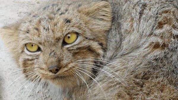 گربه پالاس در کوهستان شیرکوه مشاهده شد