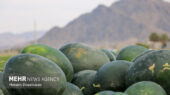 برداشت هندوانه خارج از فصل در میناب؛ آغاز محصولی که همه را شگفت‌زده کرد!