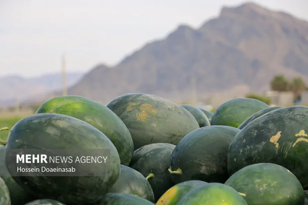 برداشت هندوانه خارج از فصل در میناب؛ آغاز محصولی که همه را شگفت‌زده کرد!
