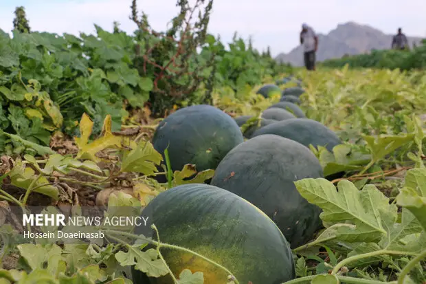 برداشت هندوانه شب یلدا در رودان آغاز شد؛ صادرات به تهران و کشورهای خلیج فارس در مسیر است!