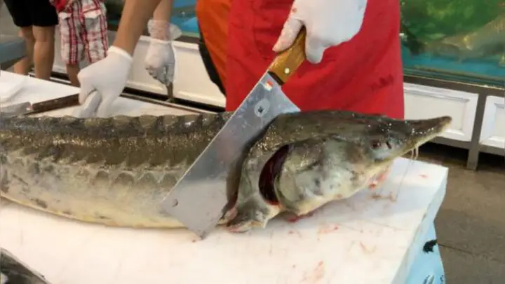 خاویار ناب مازندران به بازار ازبکستان می‌رسد؛ توافقی که صنعت آبزی‌پروری را متحول می‌کند!