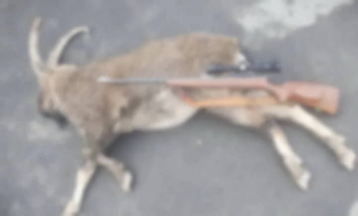 شکارچی متخلف در البرز جنوبی دستگیر شد؛ کشف سلاح و تجهیزات شکار غیرمجاز