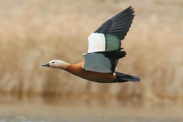 تالاب بین المللی «حسنلو»؛ تلاقی طبیعت و رازهای هزارساله