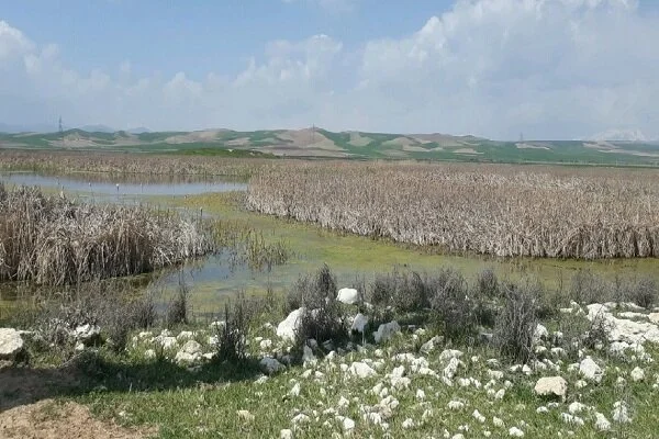 تالاب بین المللی «حسنلو»؛ تلاقی طبیعت و رازهای هزارساله