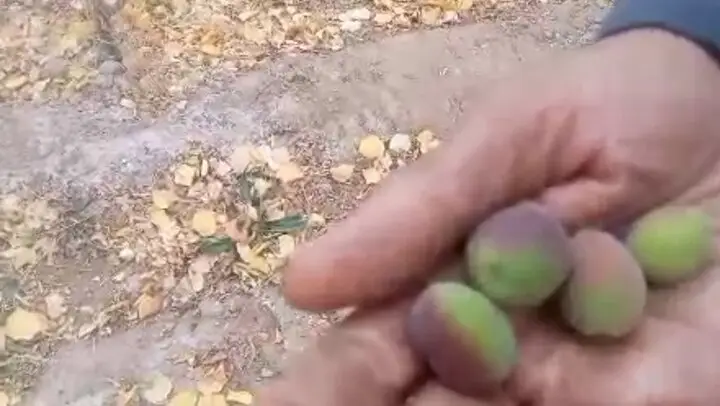 درخت زردآلوی معجزه‌آسا در آستانه زمستان؛ باردهی ناباورانه در ده جمال بهاباد