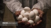 افزایش حیرت‌انگیز ۸۰۰ درصدی قیمت تخم‌مرغ در استان سمنان؛ پشت پرده بی‌تدبیری مسئولان چیست؟