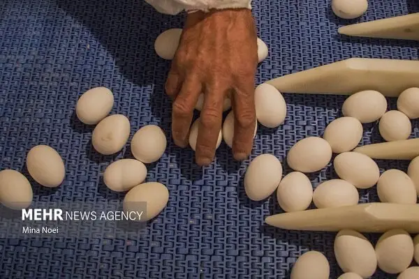 استان سمنان در چنگال بیتدبیری؛ افزایش ۸۰۰ درصدی قیمت تخممرغ طی ۵ سال