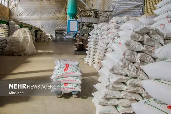 آغاز توزیع گسترده برنج تنظیم بازاری در کوهدشت؛ آرامش به بازار رسید!