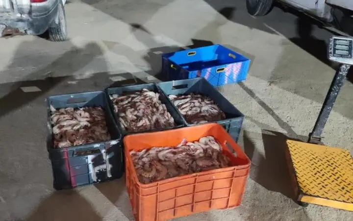 کشف محموله میگوی ممنوعه در بوشهر؛ برخورد قاطع با صید غیرمجاز آغاز شد!