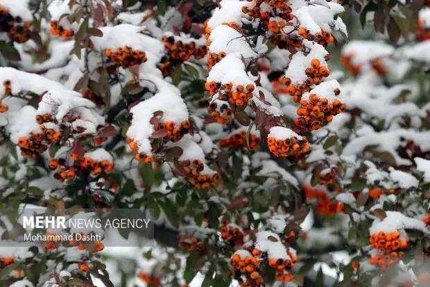 بارش برف در خانه زنیان شیراز؛ طبیعتی شگفت‌انگیز در قلب تابستان!