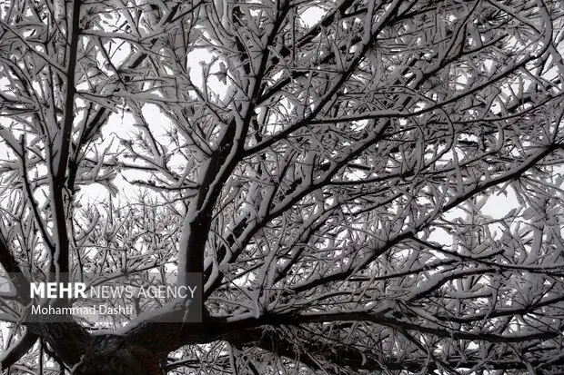 بارش بی‌سابقه برف در نیستانک نائین؛ طبیعت سفیدپوش شد!