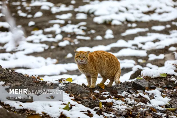 تعطیلی کامل تفرجگاه‌های خراسان رضوی تا دوشنبه به خاطر بارش برف سنگین!