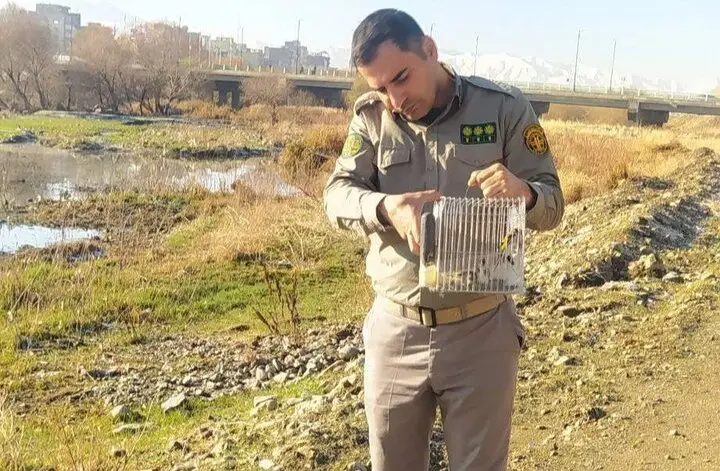 نجات سه سهره گرفتار در دام شکارچیان؛ رهاسازی دلگرم‌کننده در سقز