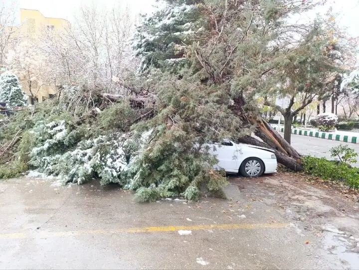 سقوط درخت ۲۰ متری بر روی سمند در بلوار باهنر مشهد؛ لحظاتی پرتنش در محل حادثه!