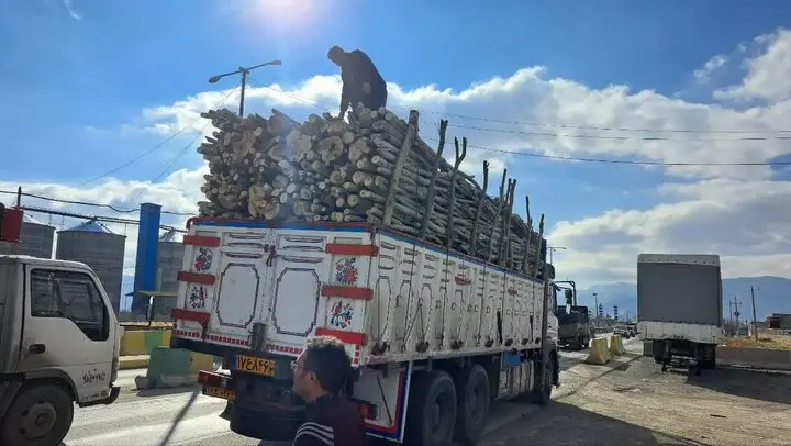 کشف محموله قاچاق چوب بید در کامیاران؛ کامیون توقیف شد!