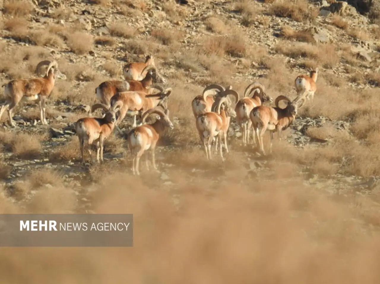 حسن رباط؛ دروازه ورود گردشگران به پارک ملی و پناهگاه حیات وحش موته