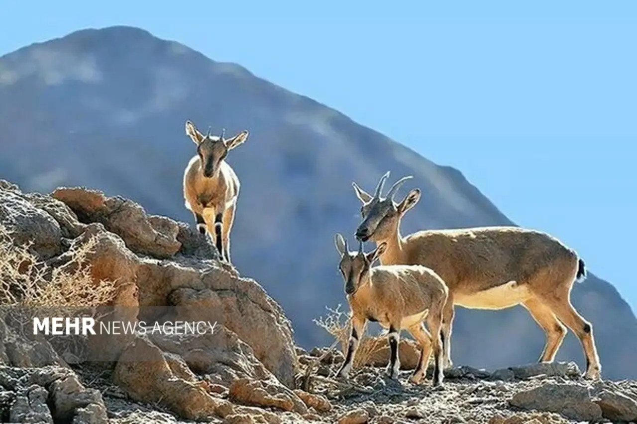 حسن رباط؛ دروازه ورود گردشگران به پارک ملی و پناهگاه حیات وحش موته