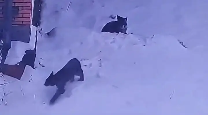 شکار لحظه دیدنی دو قلاده گربه وحشی لینکس در مهدیشهر – چاشم!