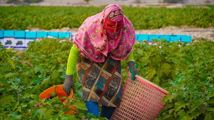 کاهش شدید دما در هرمزگان؛ کشاورزان و دامداران در معرض خطر سرمازدگی جدی!