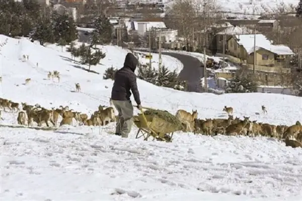 هشدار جدی درباره هجوم حیات‌وحش به حاشیه شهرها با شروع سرمای زمستان