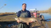 رکوردشکنی برداشت ماهیان گرمابی در پارس‌آباد؛ تولید به ۲۵۰۰ تن رسید!