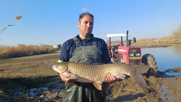 رکوردشکنی برداشت ماهیان گرمابی در پارس‌آباد؛ تولید به ۲۵۰۰ تن رسید!