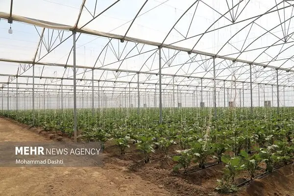 ایلام در آستانه‌ تغییر بزرگ؛ بازنگری در الگوی کشت برای نجات آب و خاک