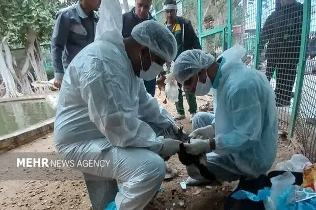 پایش دقیق آنفلوآنزای پرندگان در بوشهر؛ نتیجه آزمایش‌ها چه خواهد بود؟