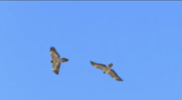 شکار لحظه‌های نادر: رصد ۲ همای نابالغ در آسمان پارک ملی صیدوا و منطقه حفاظت‌شده پرور