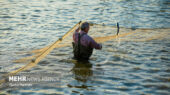 ایران به فناوری اصلاح نژاد ماهی آزاد کاسپین دست یافت؛ تولید نخستین ۲۰ تن آغاز شد!