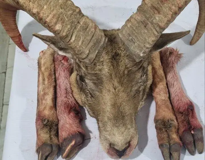 شکارچیان متخلف در شاهرود دستگیر شدند؛ لاشه گوسفند وحشی کشف شد