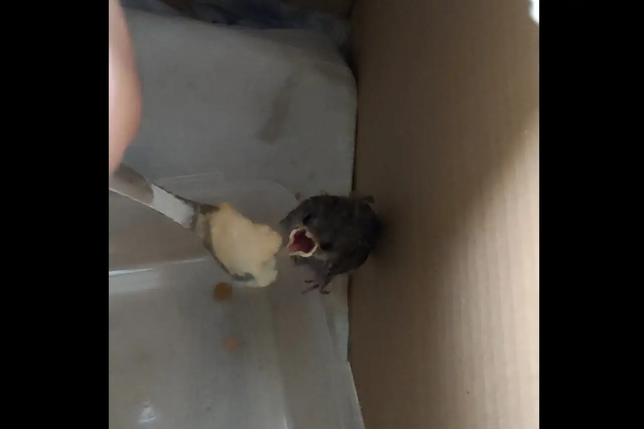 روایتی از زندگی جوانان پس از دانشگاه؛ فیلمهای دانشجویی جسور هستند