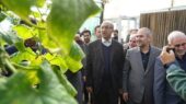 استاندار کرمانشاه از واحد دانش‌بنیان تولید دو میلیون نهال بازدید کرد؛ وعده حمایت عملی داده شد